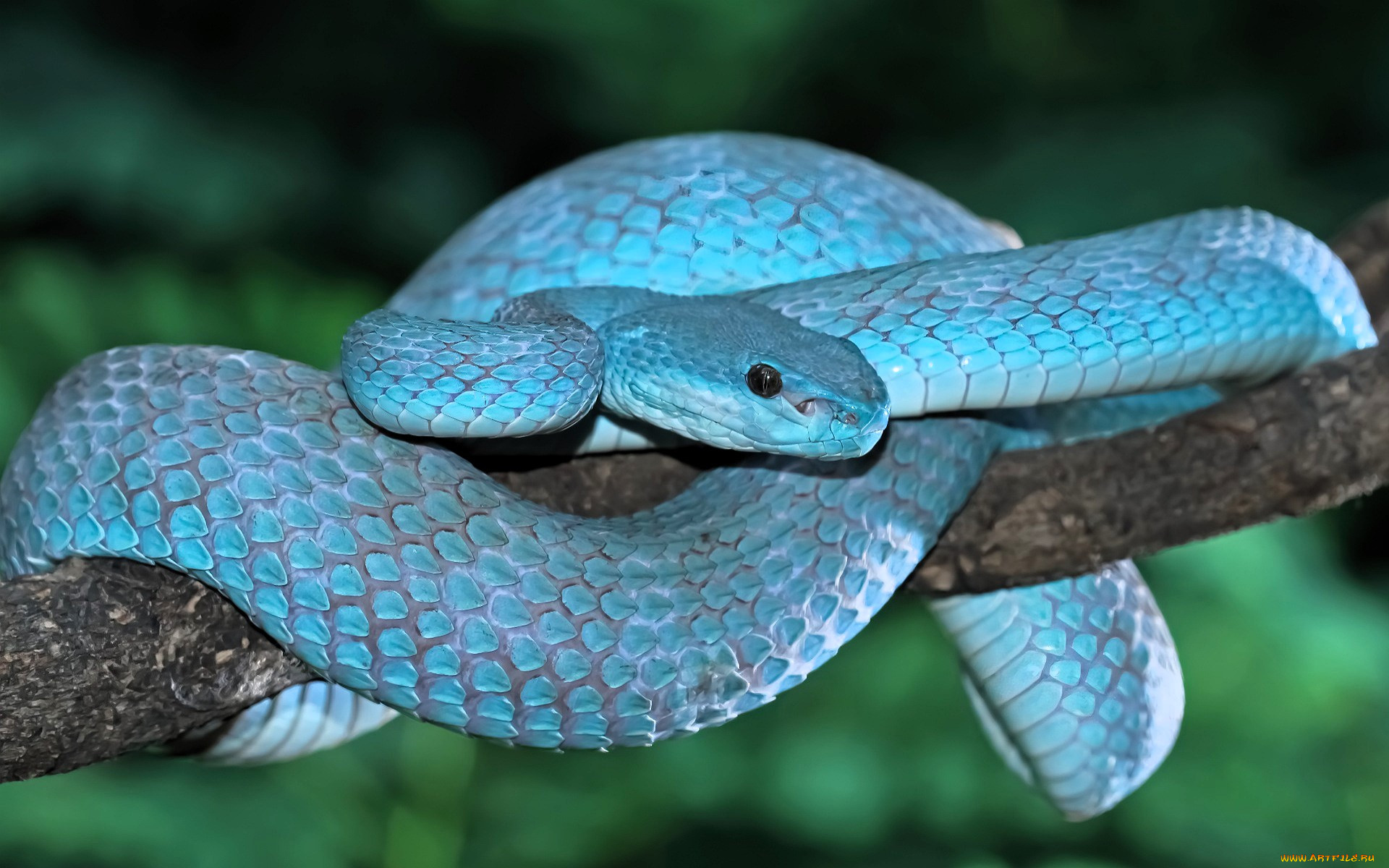 ��������, ����,  ������,  �����, ����, �������, �����, ������